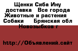 Щенки Сиба Ину доставка - Все города Животные и растения » Собаки   . Брянская обл.,Новозыбков г.